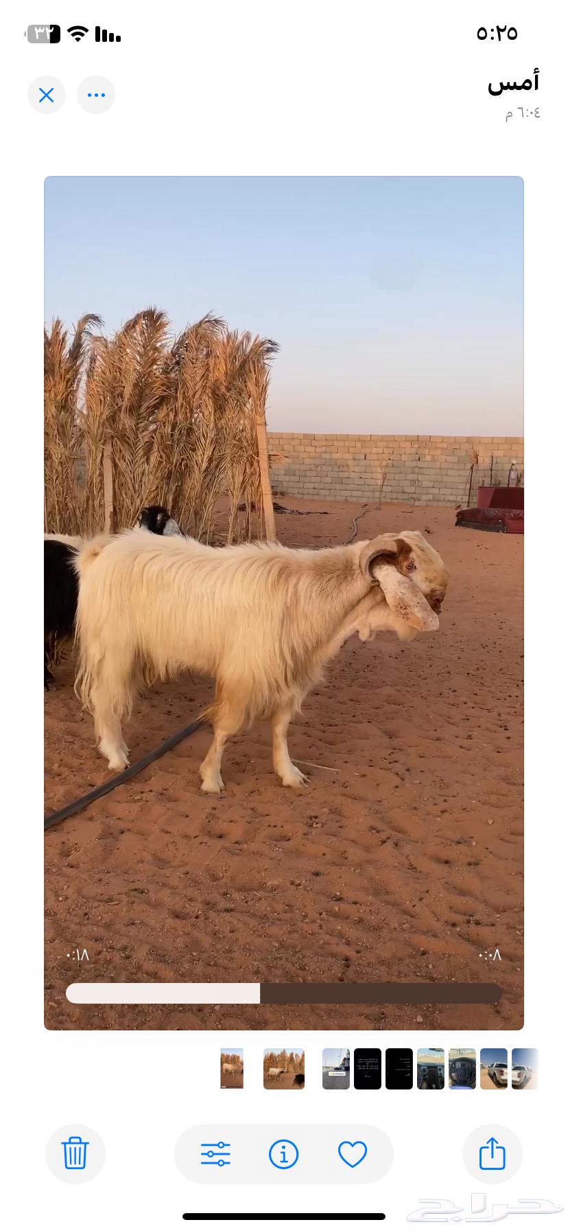 Goat64483410872833110