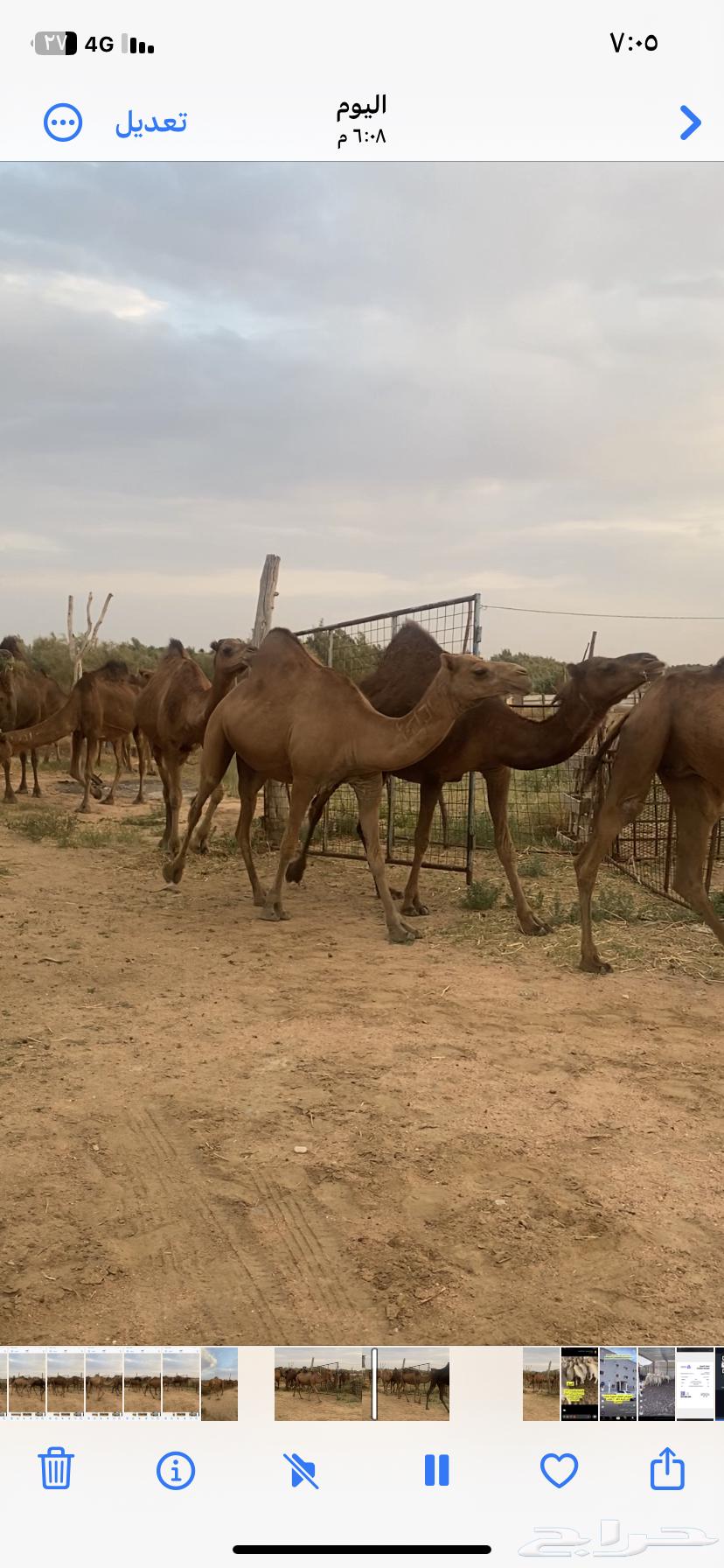 Red Dahm She-Camels64484294440961113