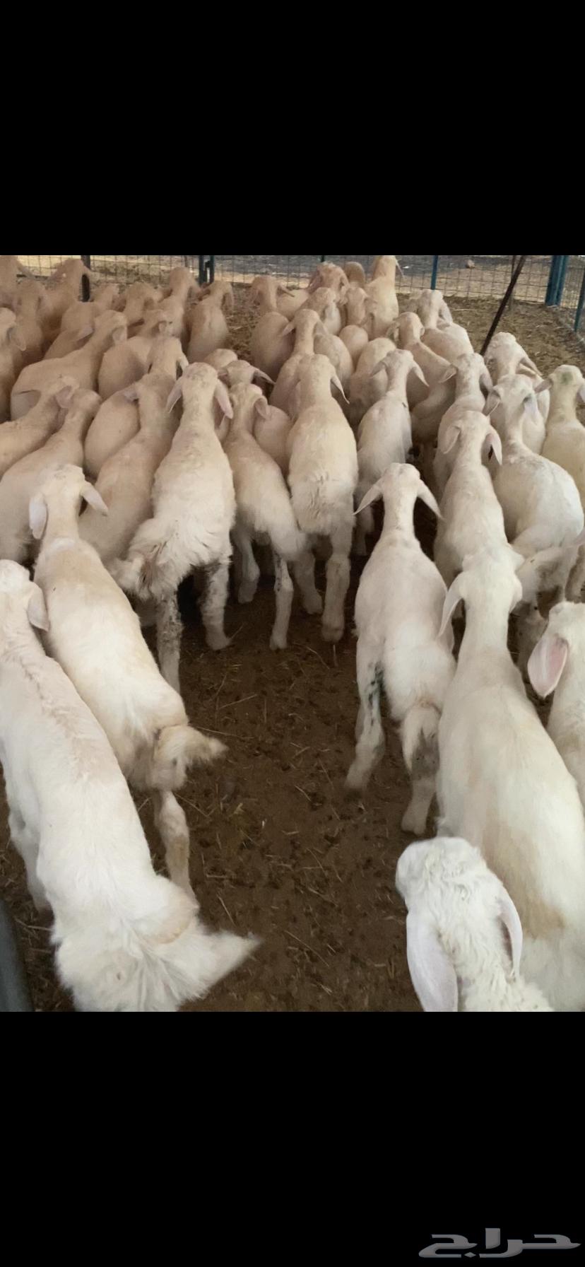 بهم تربيه تم البيع اضغط متابعه يصلك كل جديد64479245332866110