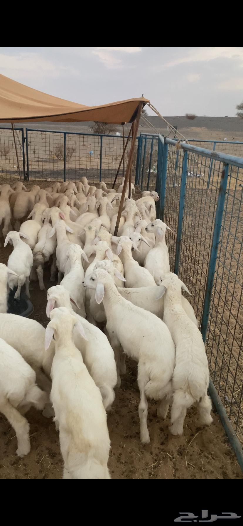 بهم تربيه تم البيع اضغط متابعه يصلك كل جديد64479245332866111