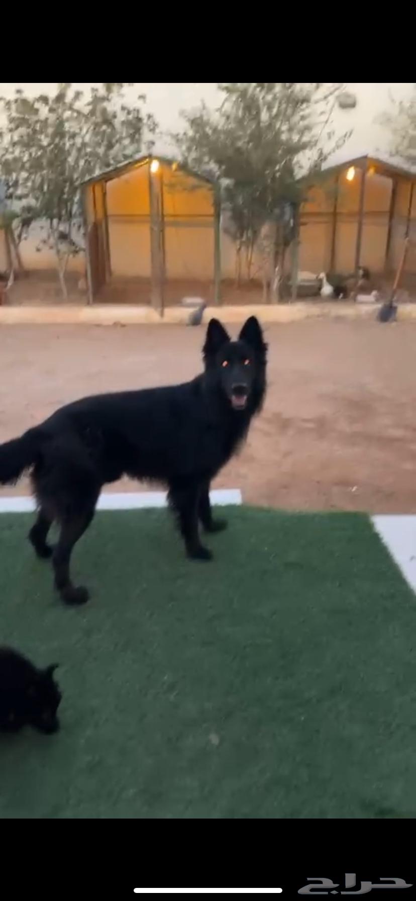 جرو جيرمن بلاك رويال مستوى عالي.64481585645699112