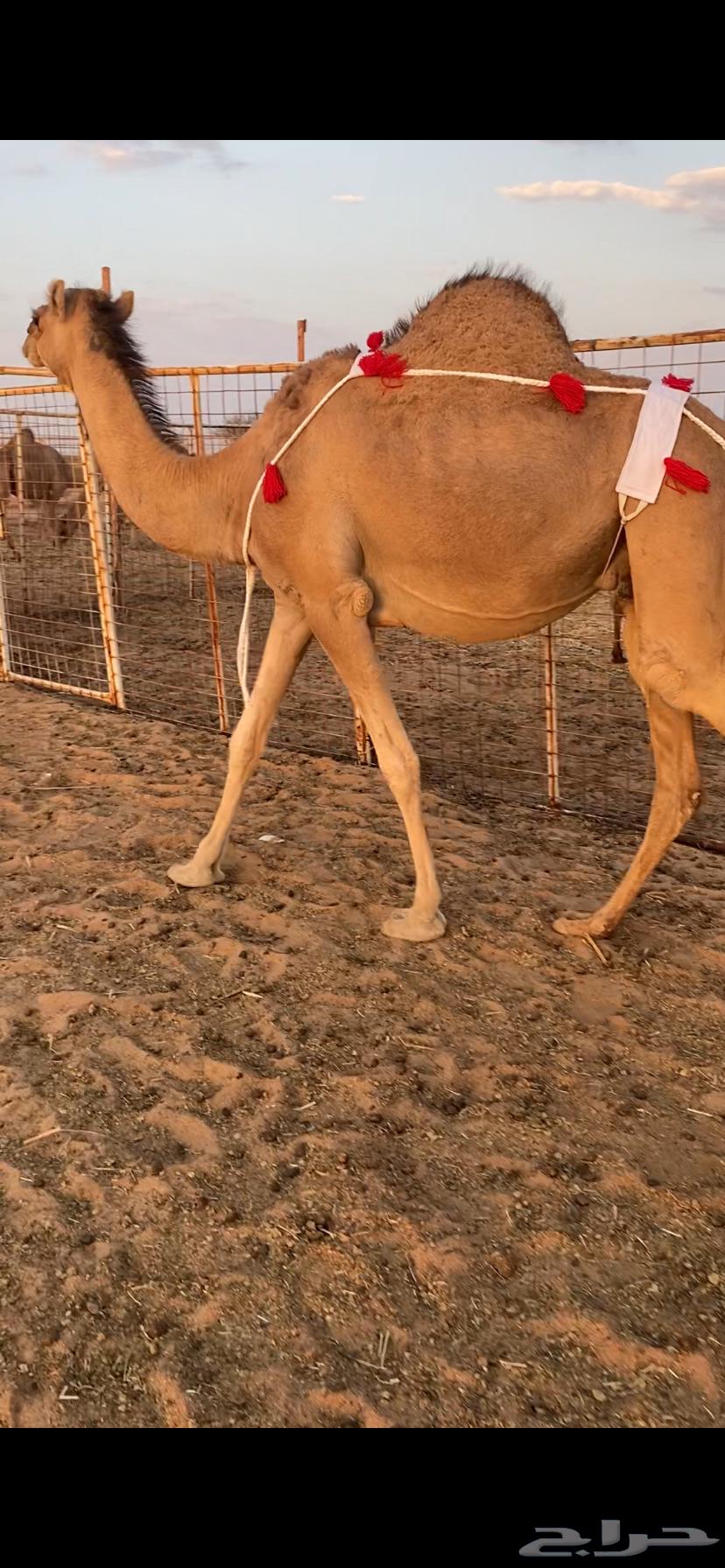 بكره ساحليه ملاقي (تم البيع )64482023347330112