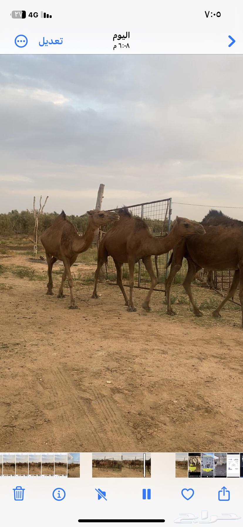 Red Dahm She-Camels64484294440961110