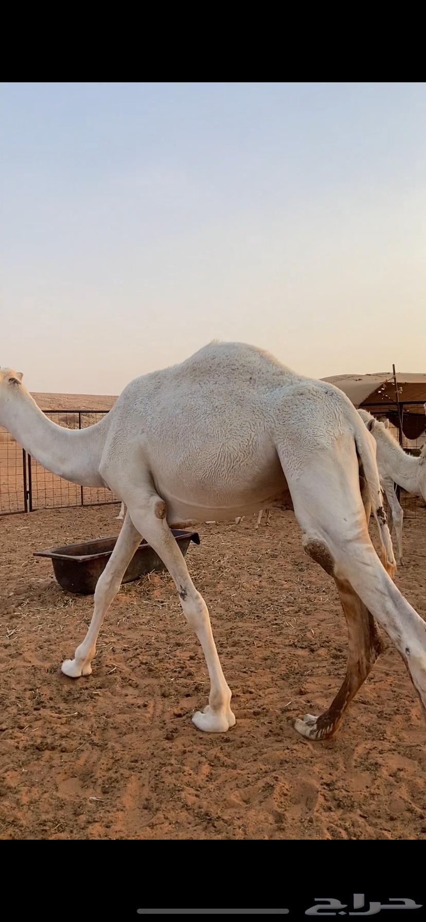 قعدان للبيع64424563983106111