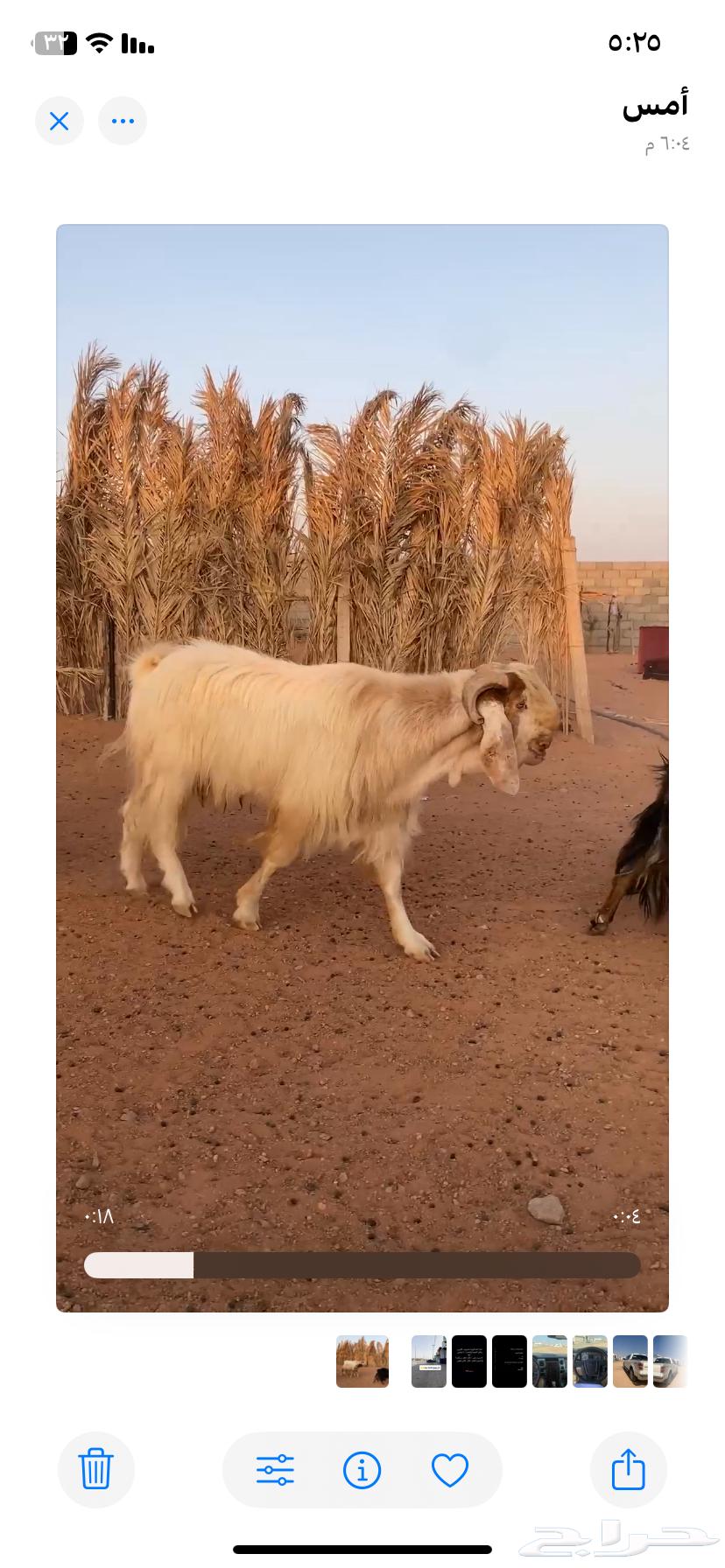 Goat64483410872833111