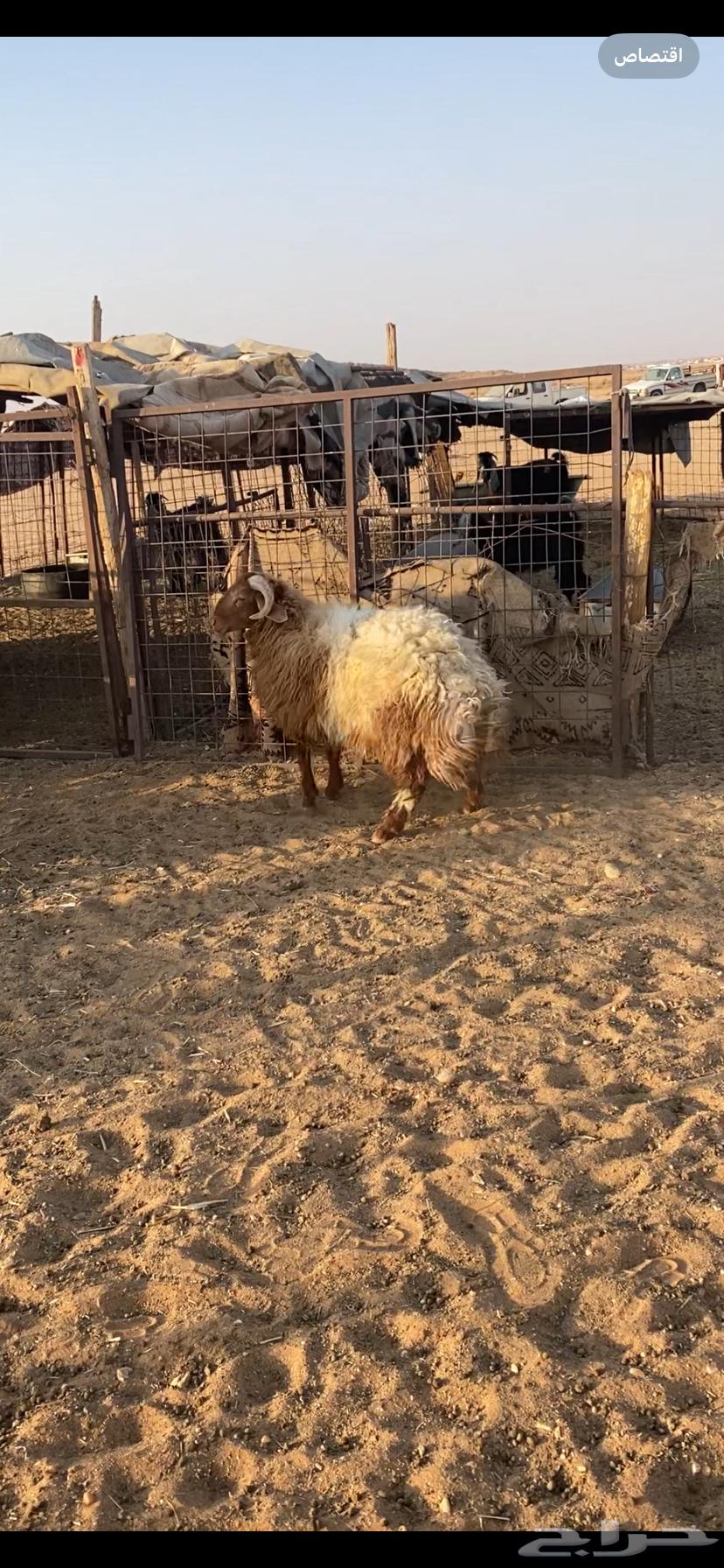 خرووف فاخر64481434245762111