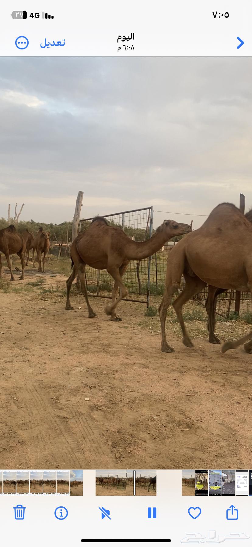 Red Dahm She-Camels64484294440961112