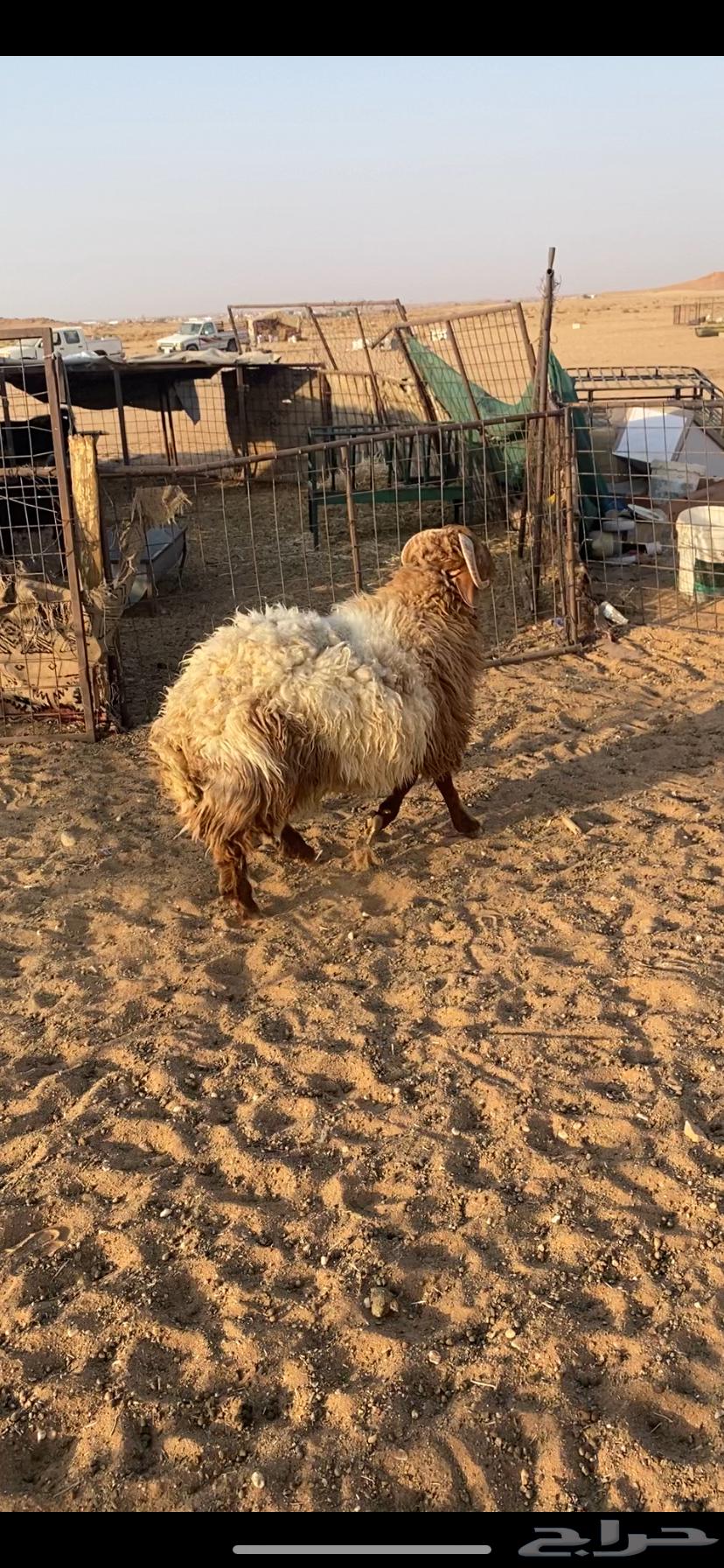 خرووف فاخر64481434245762110