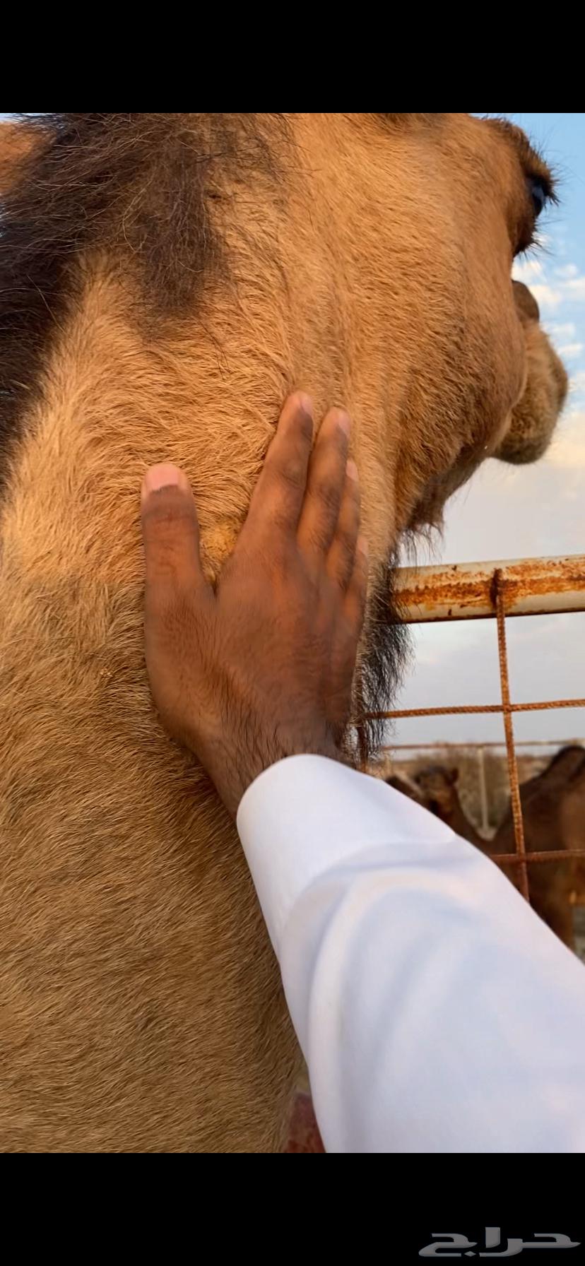 بكره ساحليه ملاقي (تم البيع )64482023347330114