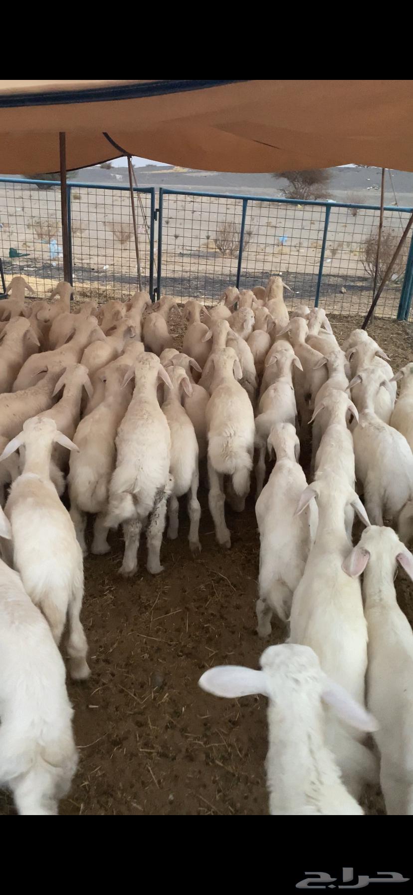 بهم تربيه تم البيع اضغط متابعه يصلك كل جديد64479245332866112