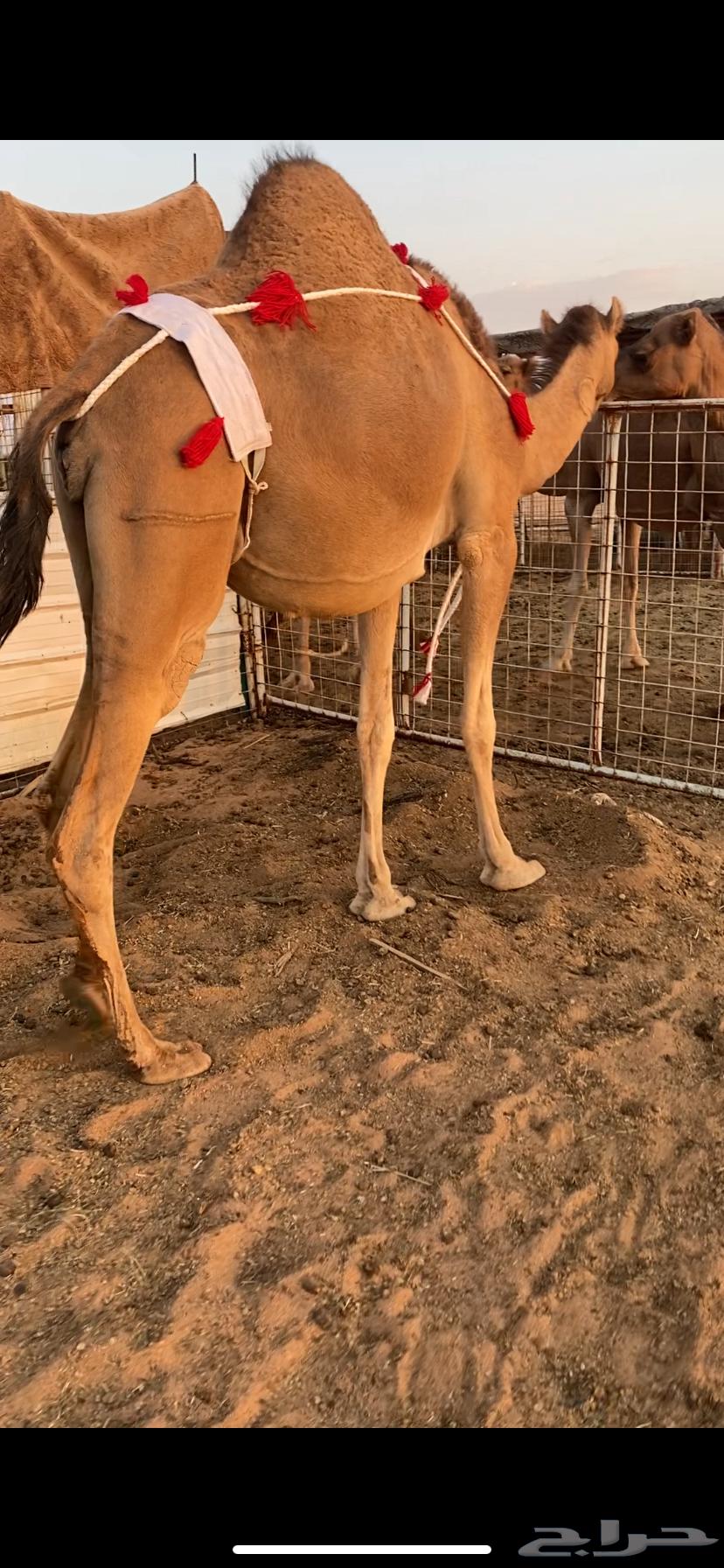 بكره ساحليه ملاقي (تم البيع )64482023347330110