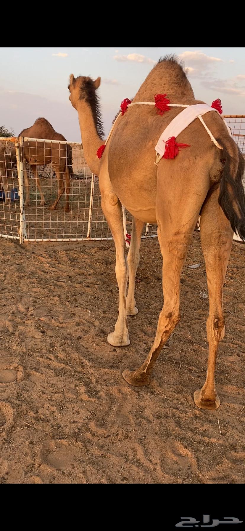 بكره ساحليه ملاقي (تم البيع )64482023347330113