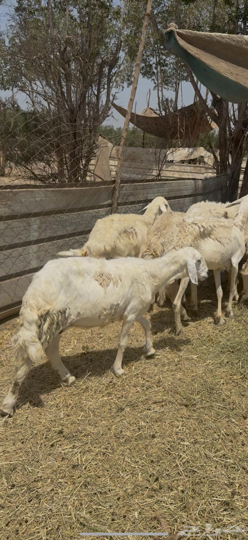 11 ضان حريات بالفحل مراح واحد كفوو ع 720 يابلاش64481613190659114