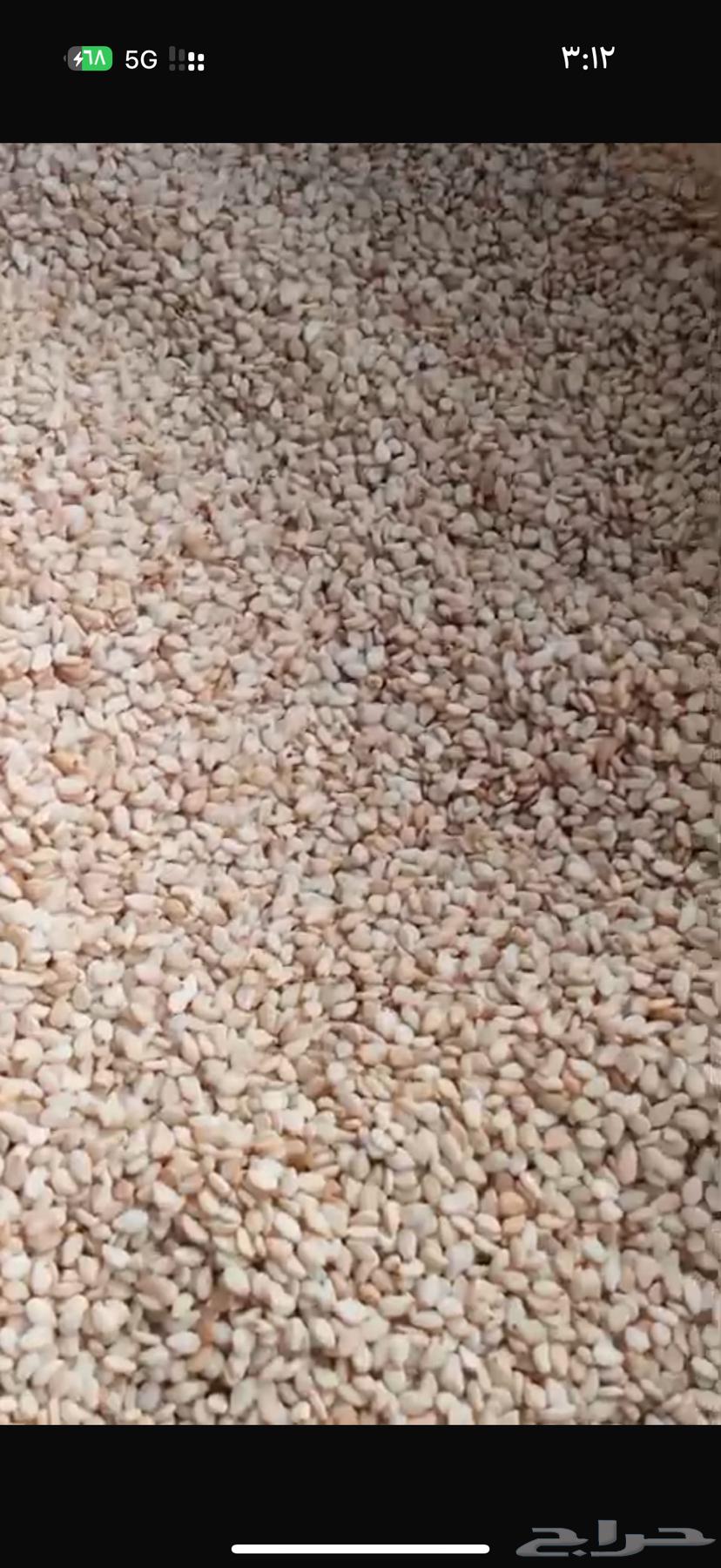 للبيع حب سمسم ابيض غظارف64482213703297112