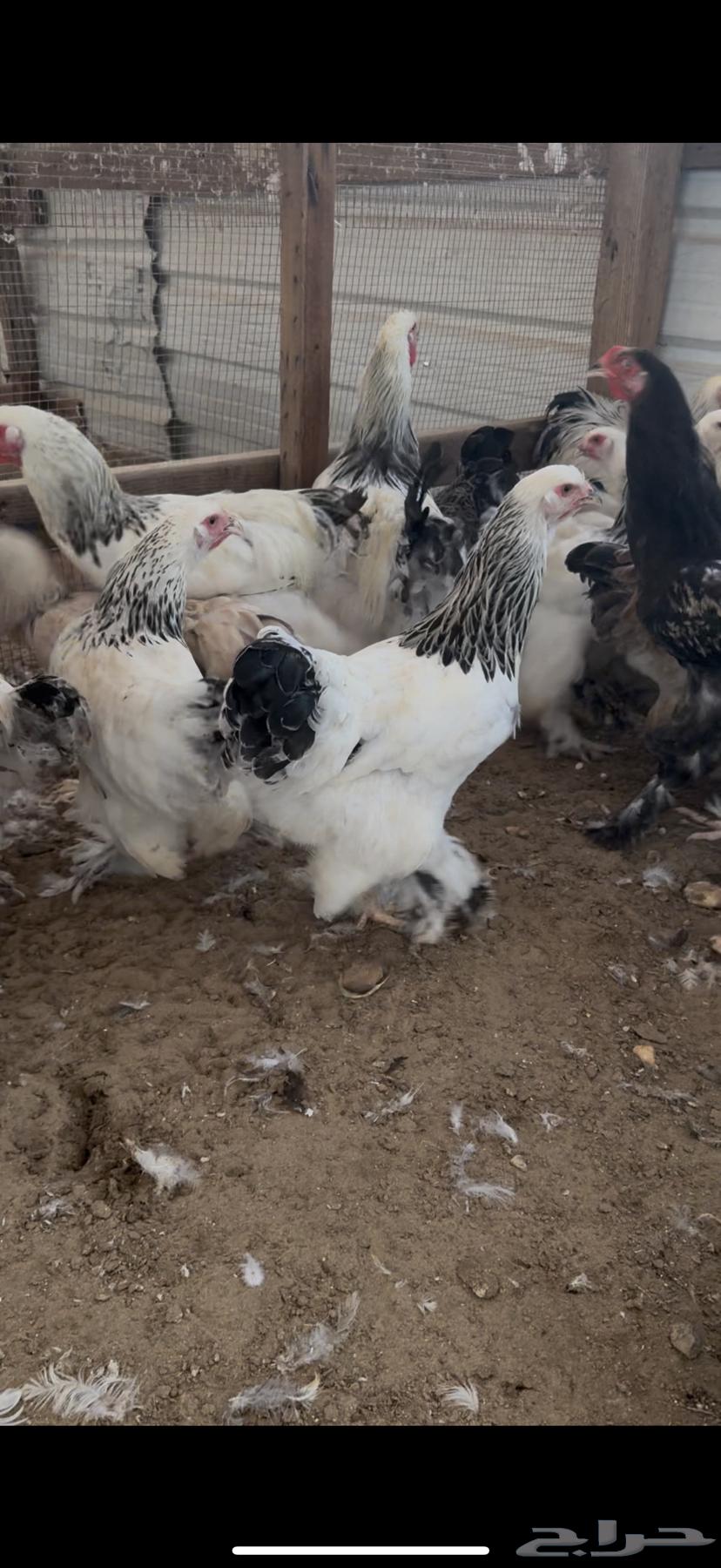 Brahma Chicken Kalmi Kong Pure64479120083329110