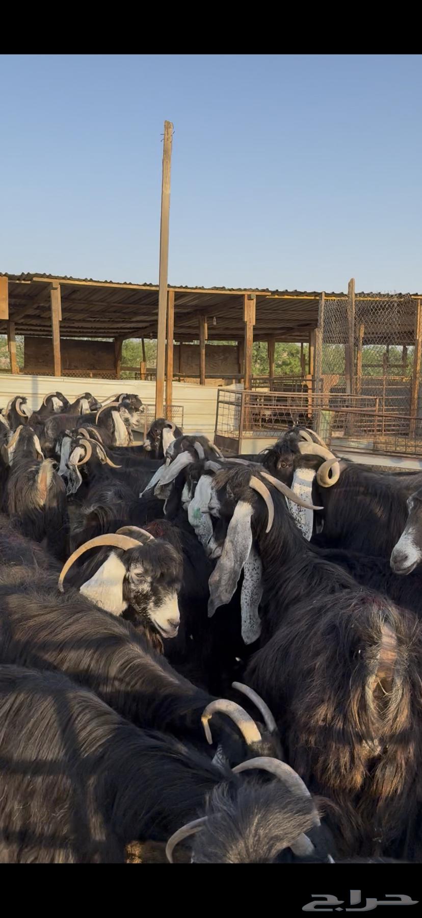 Mara'ah Mu'aza Awared Fakhira 40 bi Al-Fa7l Aktharaha Hasib64485930721923114