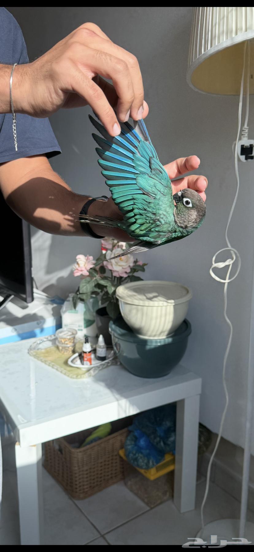 كنيور بلو شيك64413422938754110