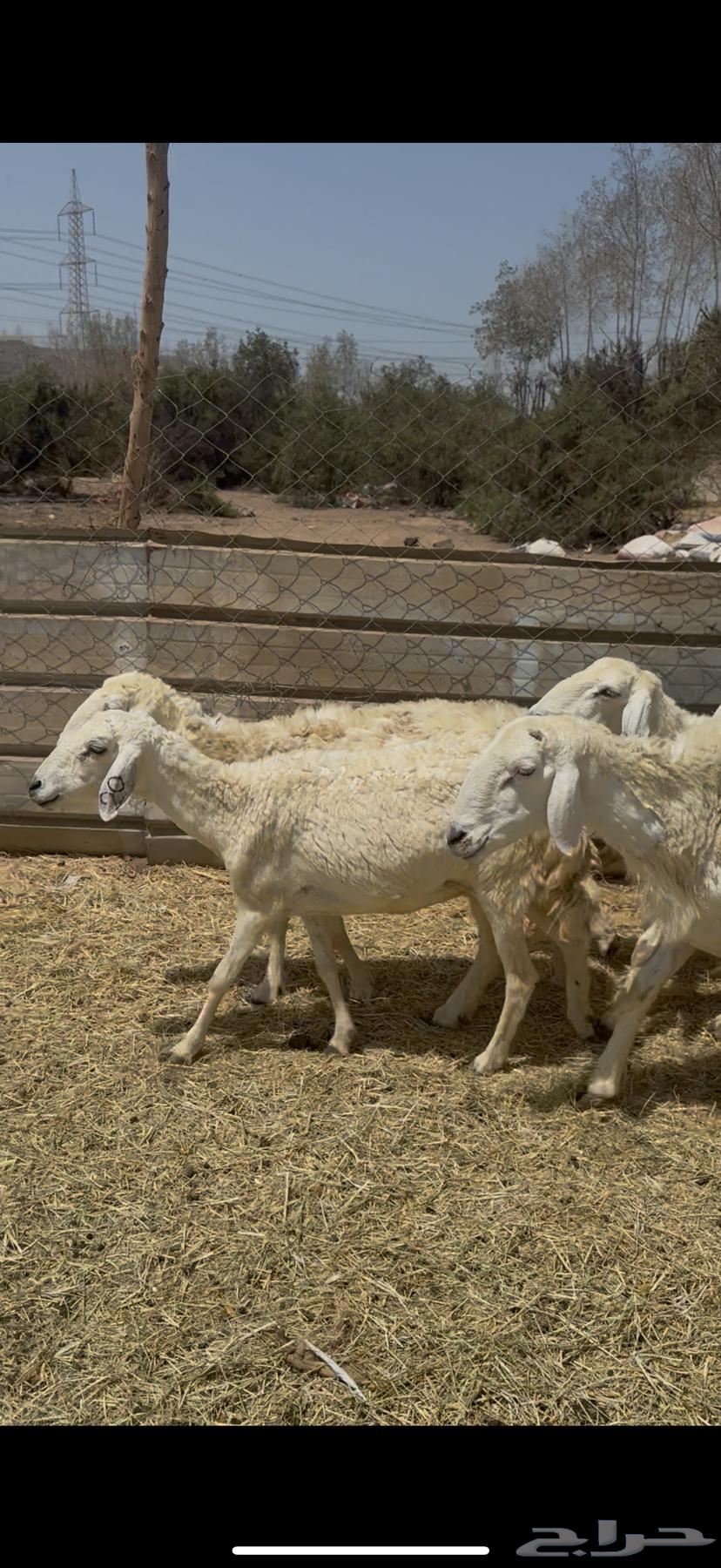 11 ضان حريات بالفحل مراح واحد كفوو ع 720 يابلاش64481613190659112