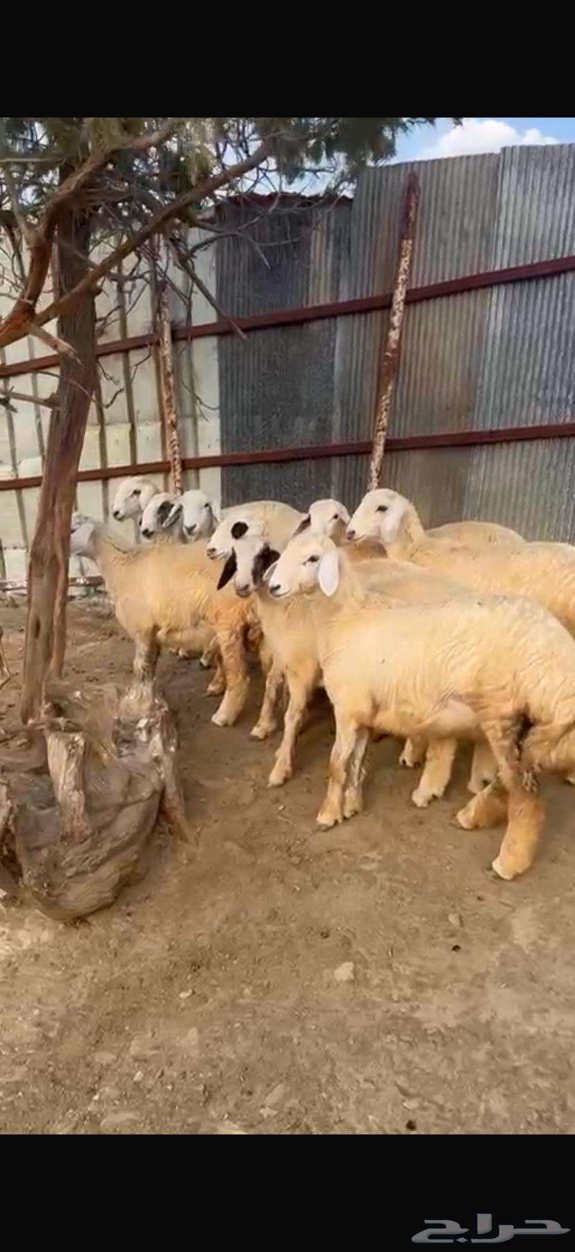 للبيع 6 رخال و 3 طليان64484745470977110