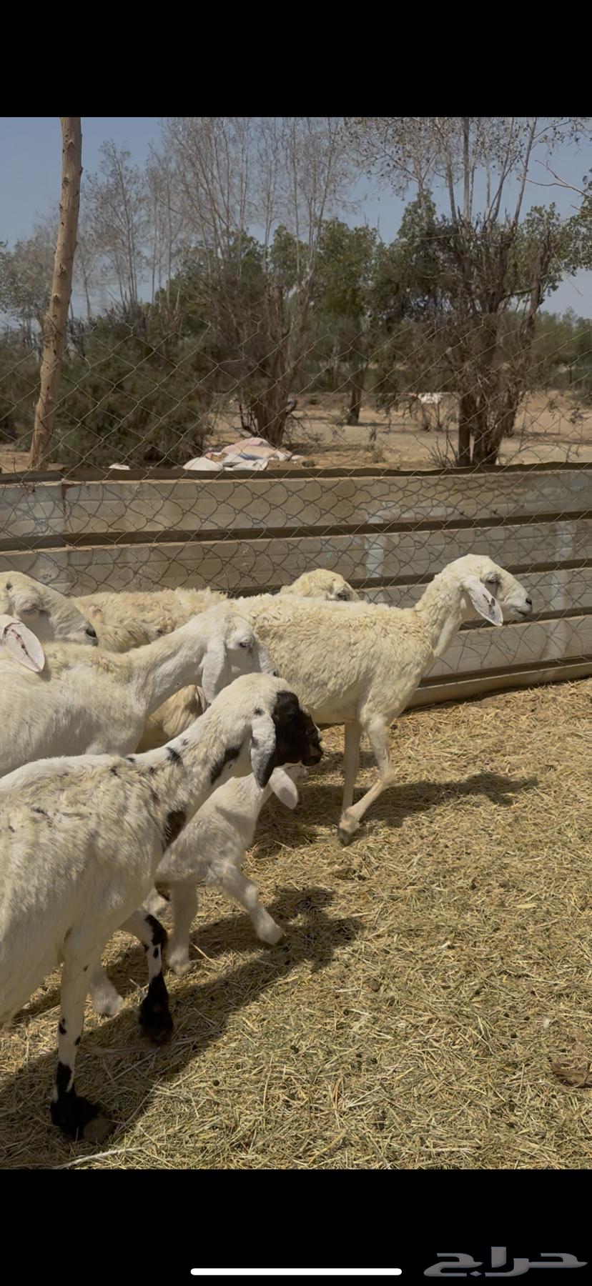 11 ضان حريات بالفحل مراح واحد كفوو ع 720 يابلاش64481613190659113