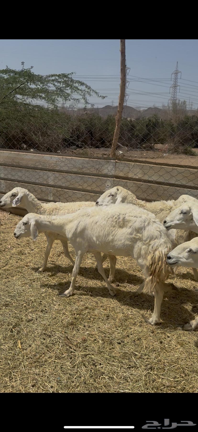 11 ضان حريات بالفحل مراح واحد كفوو ع 720 يابلاش64481613190659110