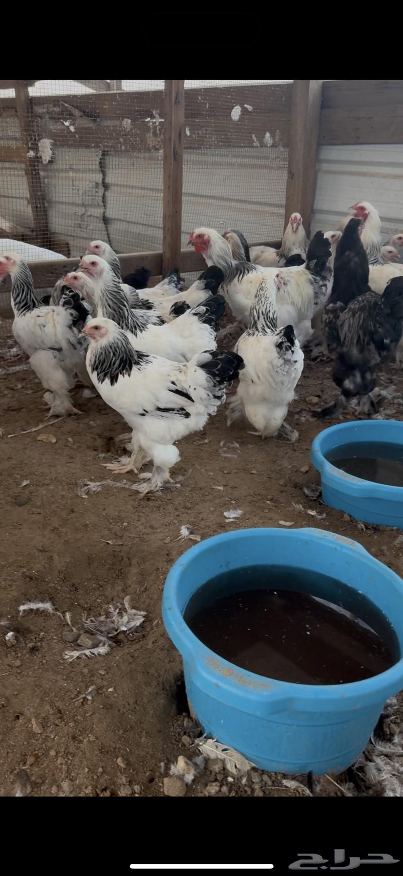 Brahma Chicken Kalmi Kong Pure64479120083329111