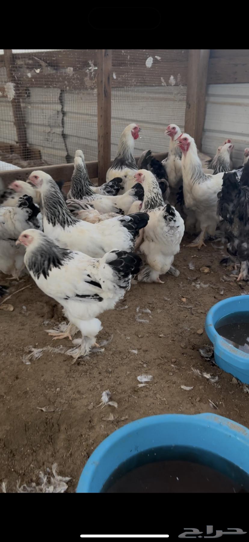 Brahma Chicken Kalmi Kong Pure64479120083329112