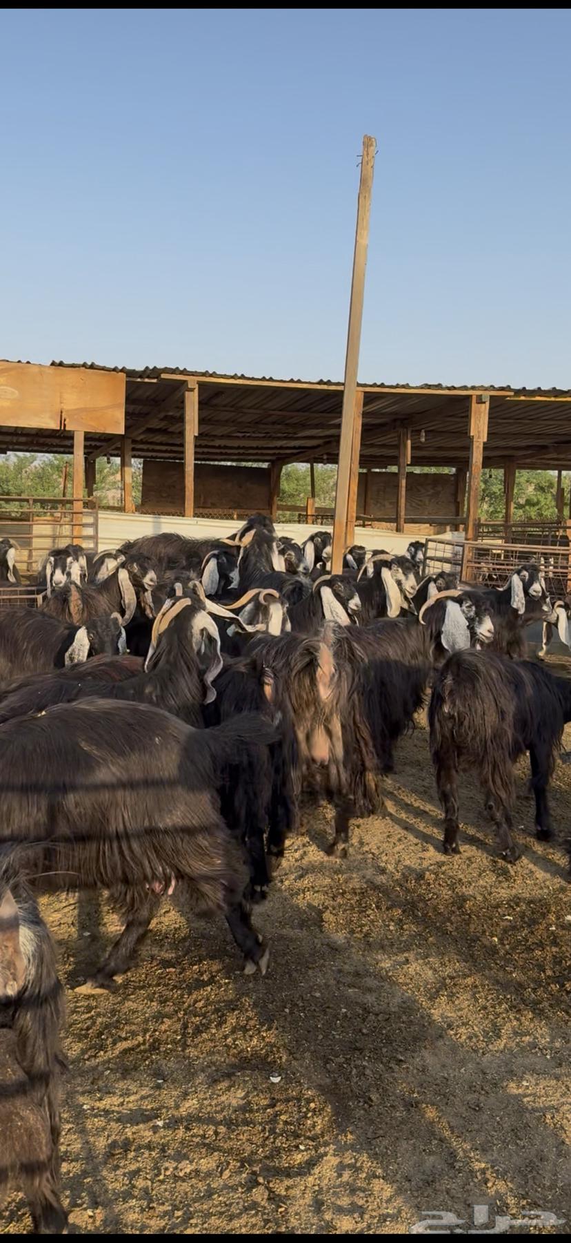 Mara'ah Mu'aza Awared Fakhira 40 bi Al-Fa7l Aktharaha Hasib64485930721923111