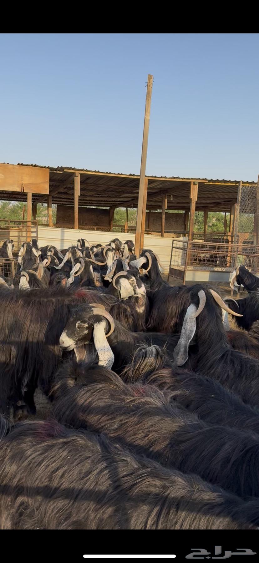 Mara'ah Mu'aza Awared Fakhira 40 bi Al-Fa7l Aktharaha Hasib64485930721923110