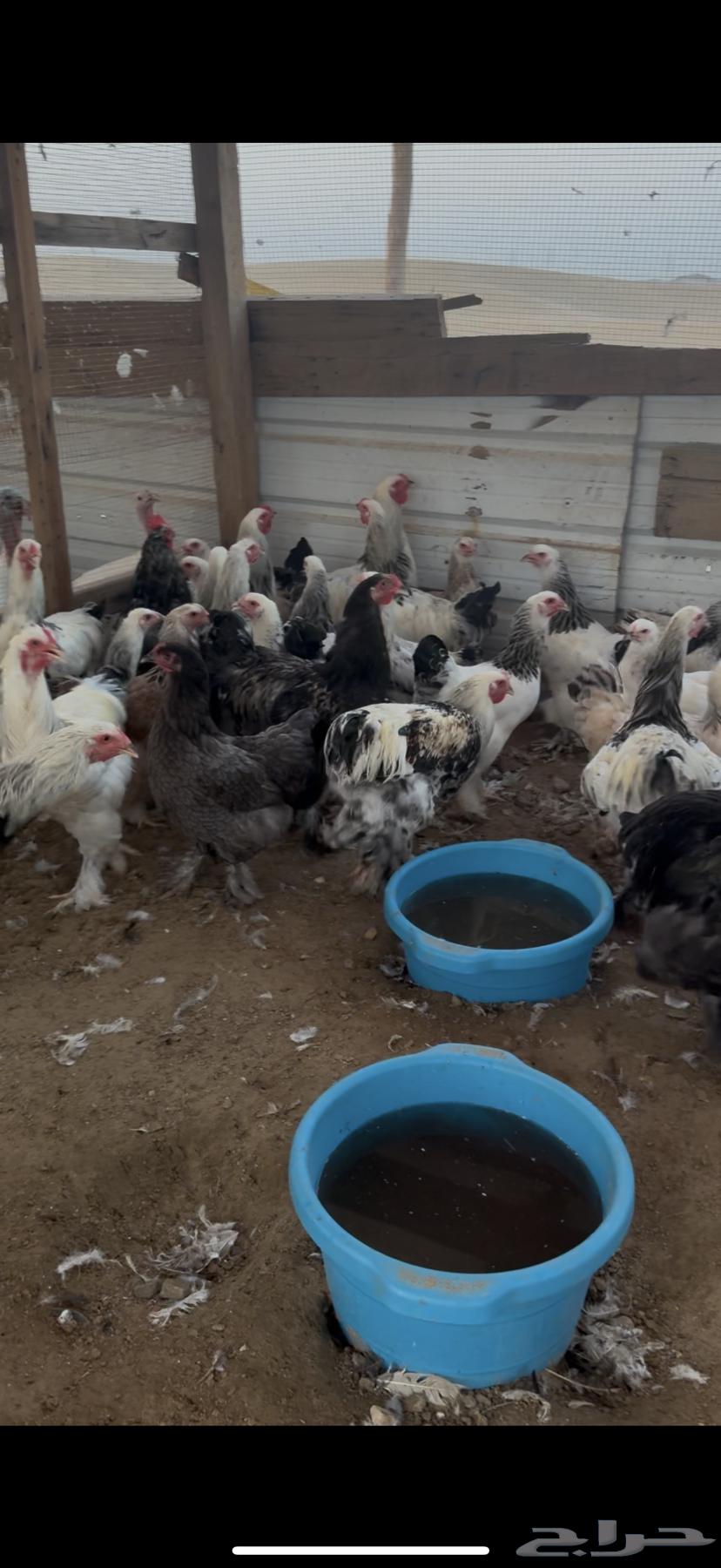 Brahma Chicken Kalmi Kong Pure64479120083329114