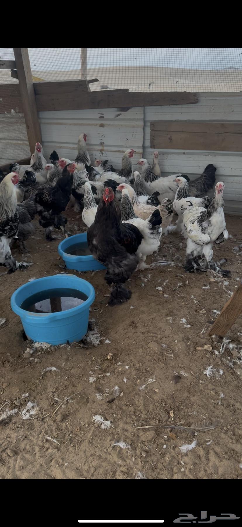 Brahma Chicken Kalmi Kong Pure64479120083329113