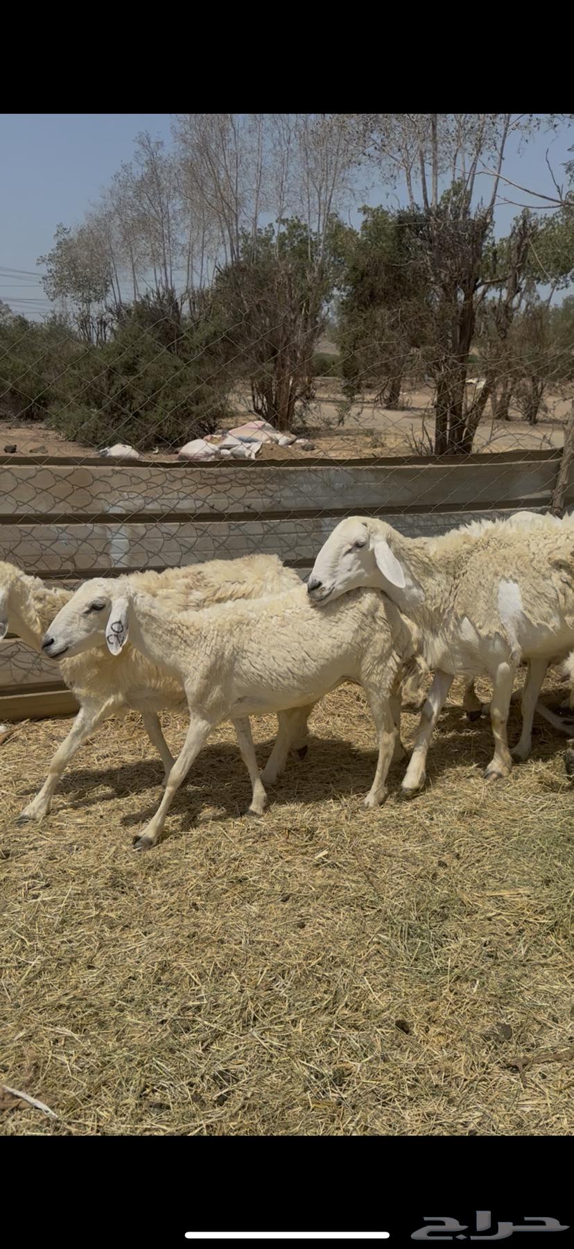 11 ضان حريات بالفحل مراح واحد كفوو ع 720 يابلاش64481613190659111