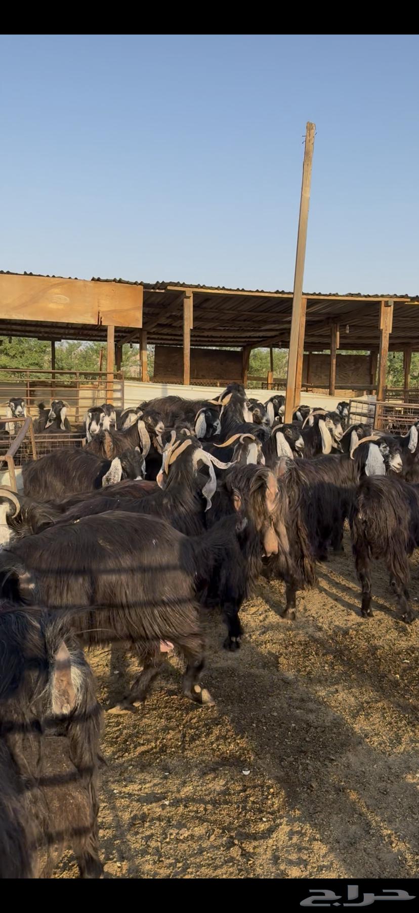 Mara'ah Mu'aza Awared Fakhira 40 bi Al-Fa7l Aktharaha Hasib64485930721923112