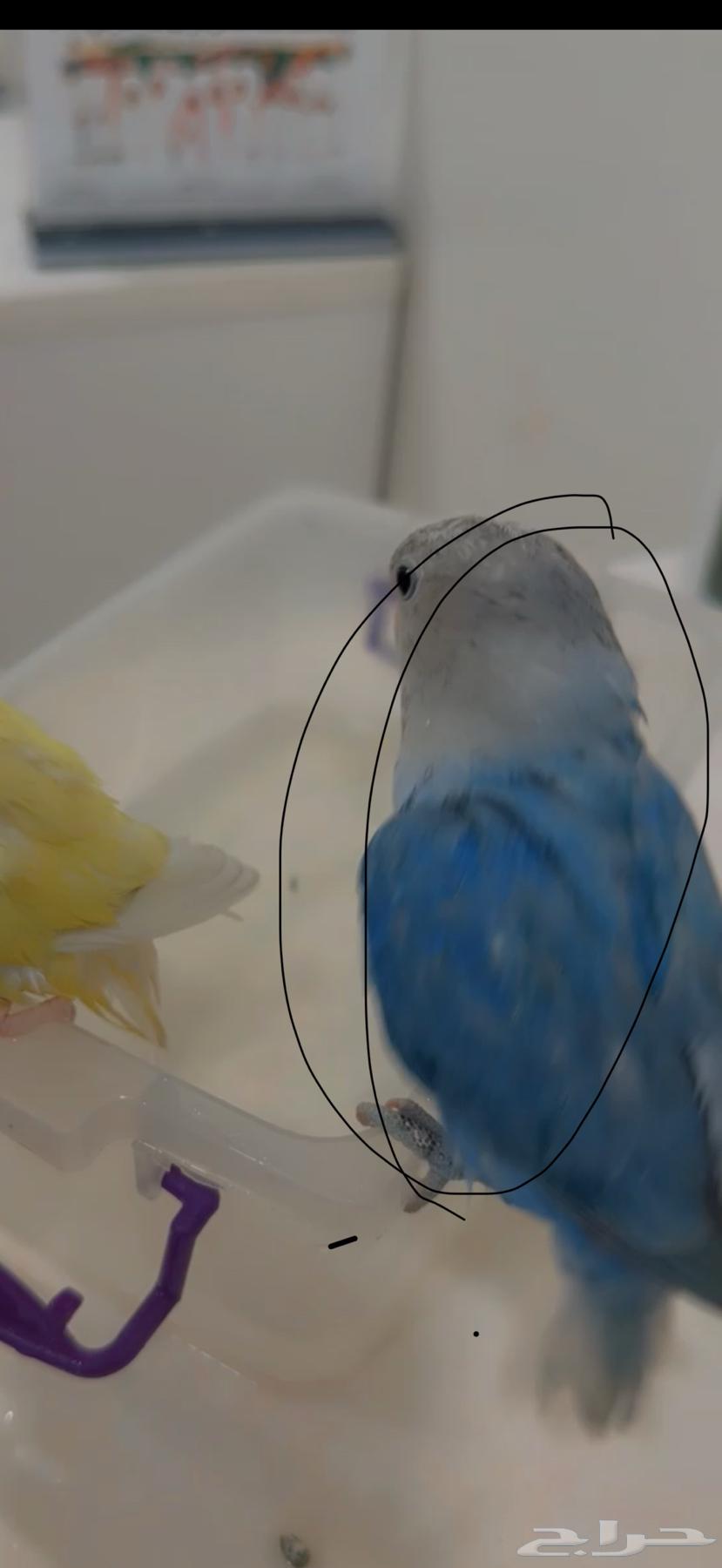 طيور روز للبيع64480098715523110