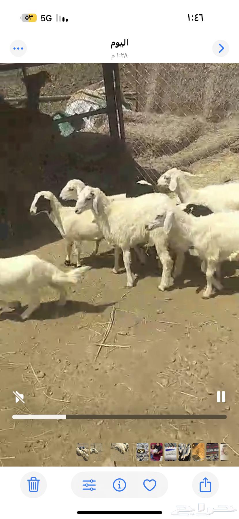 بهم تربيه للبيع64481504831618111