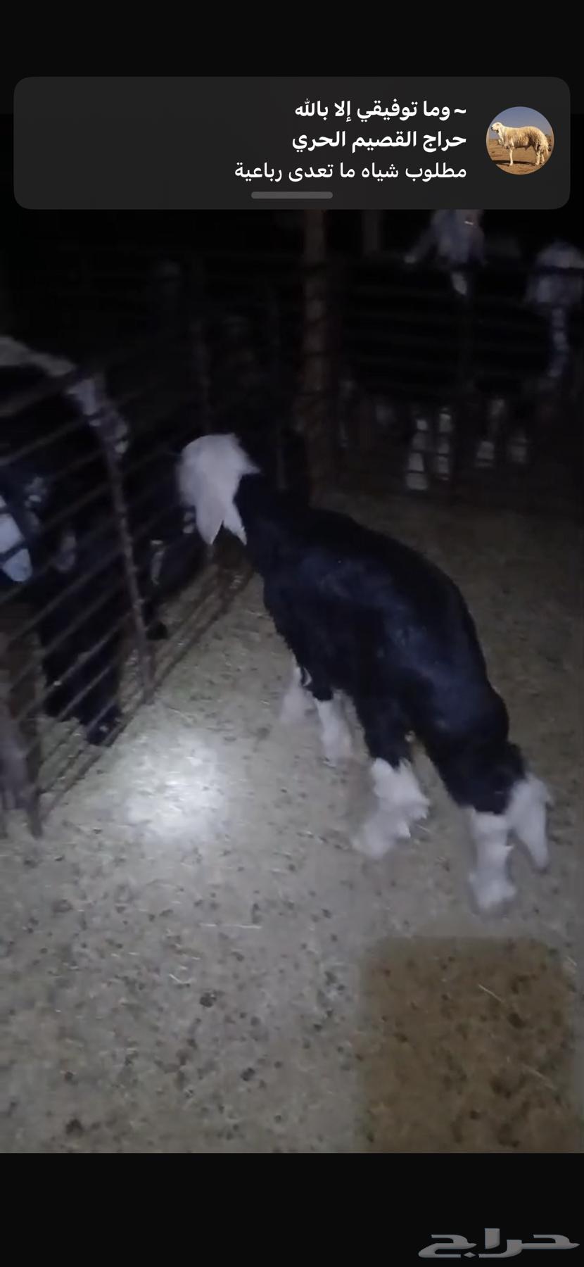 للبيع خروف مغلق عمره اربع اشهر وتيسين دواغير عمار شهر64481209850114111