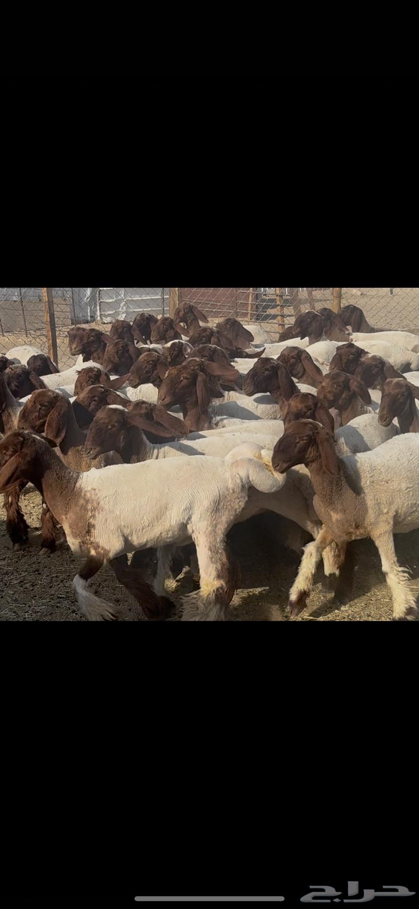 Class breed rams.64482687716097110