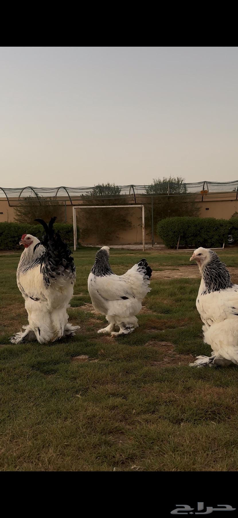 طقم براهما كولومبي سلالة كونك64485779003907112