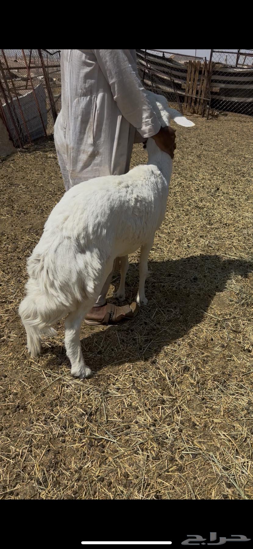 Fat Harsha sheep64480386544258110