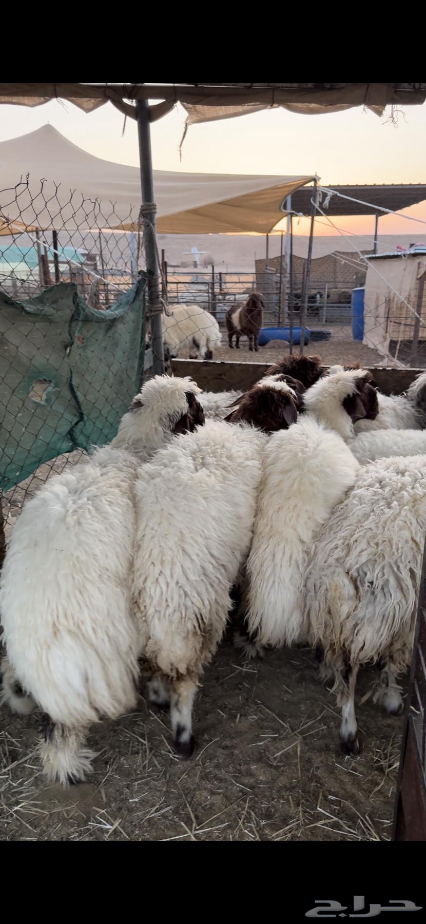 For sale Naim trunks, good quality, whole or individual64485916755201113