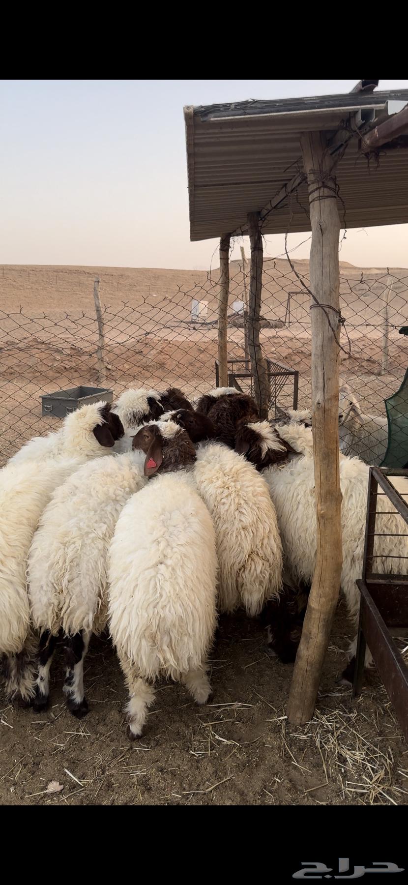 For sale Naim trunks, good quality, whole or individual64485916755201110