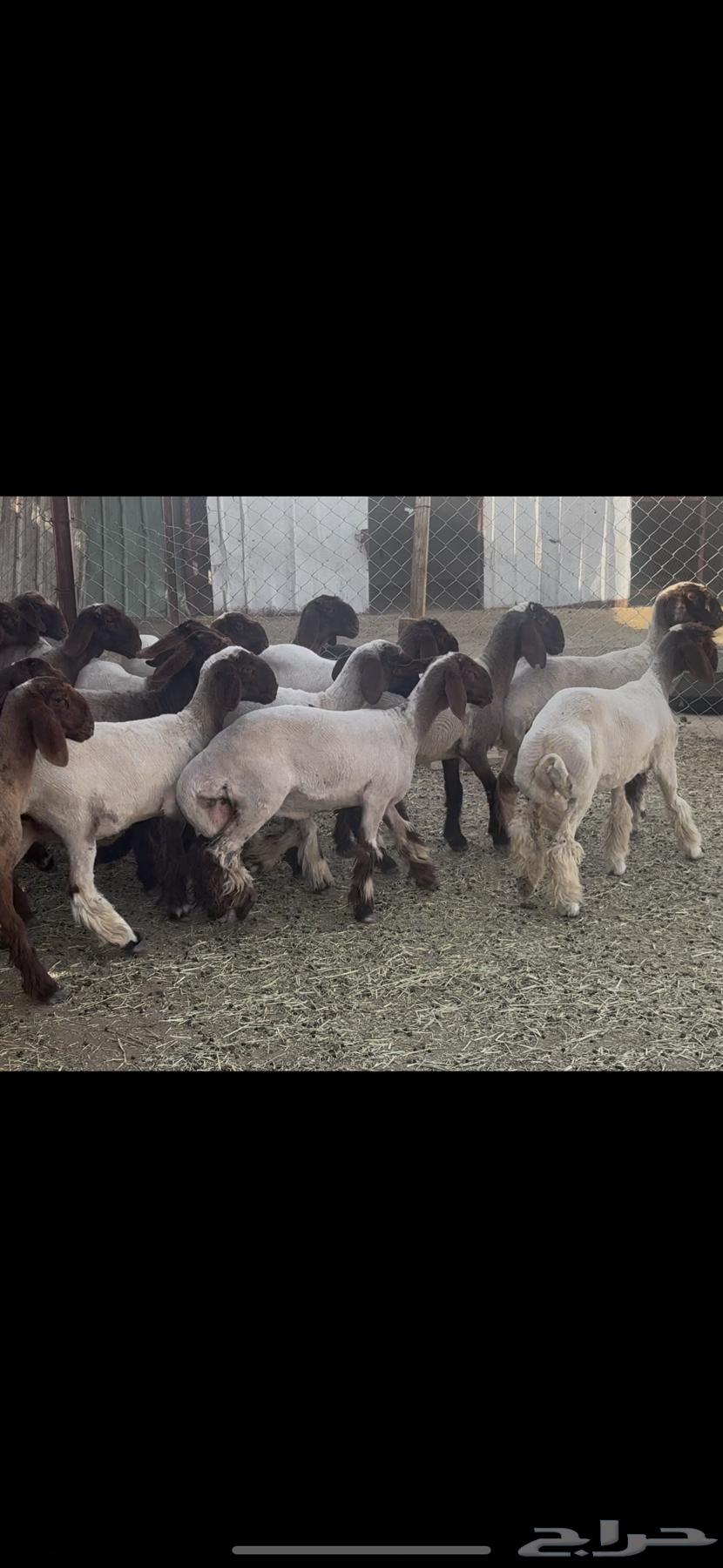 Class breed rams.64482687716097114
