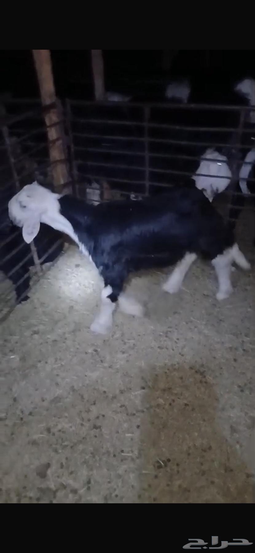 للبيع خروف مغلق عمره اربع اشهر وتيسين دواغير عمار شهر64481209850114114