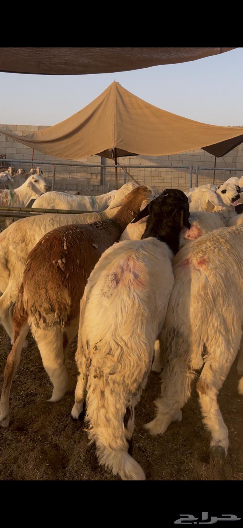 سواكني مرابي 4 شهور مقفل64480772033282110