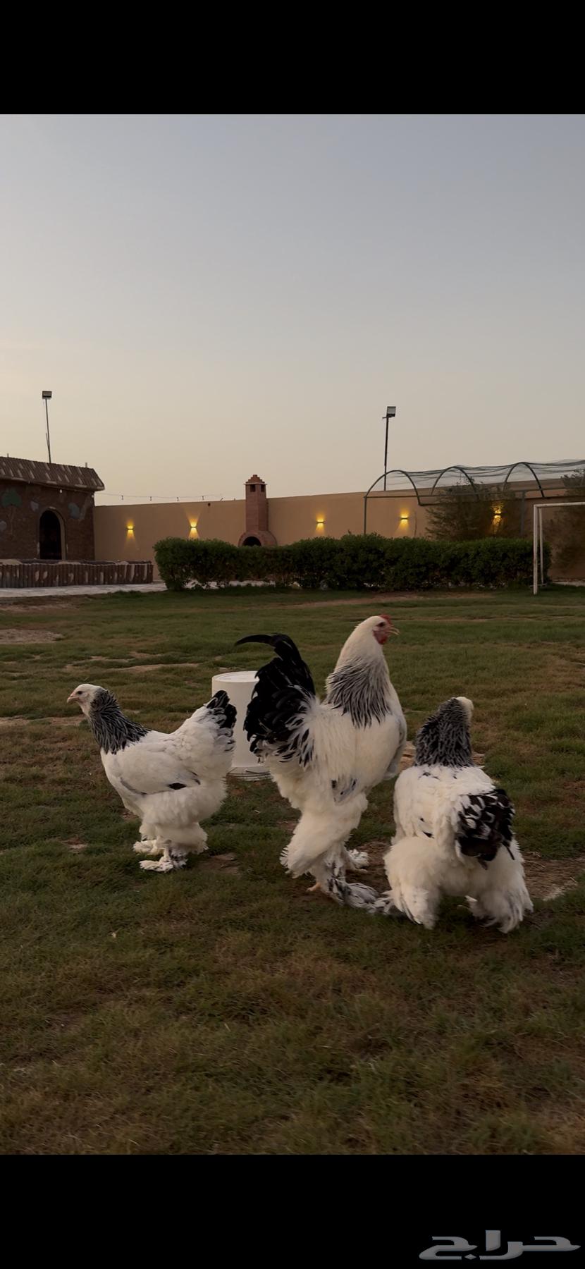 طقم براهما كولومبي سلالة كونك64485779003907113