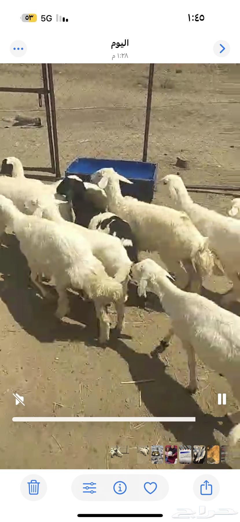 بهم تربيه للبيع64481504831618112