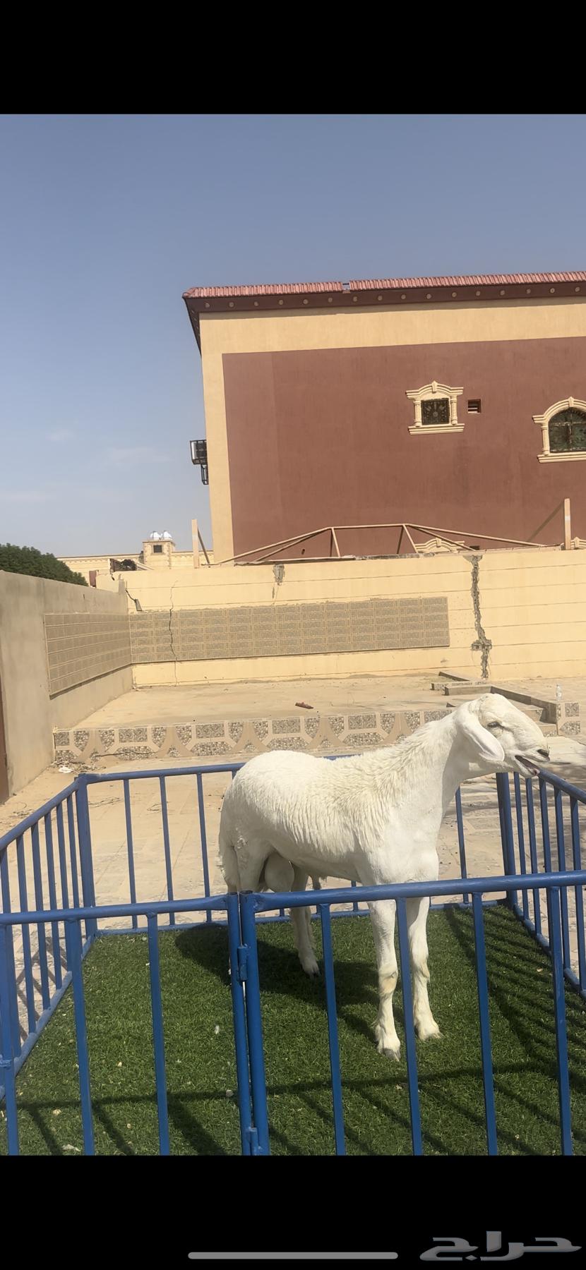 Luxury Haree Project (Sold)64484813939329110