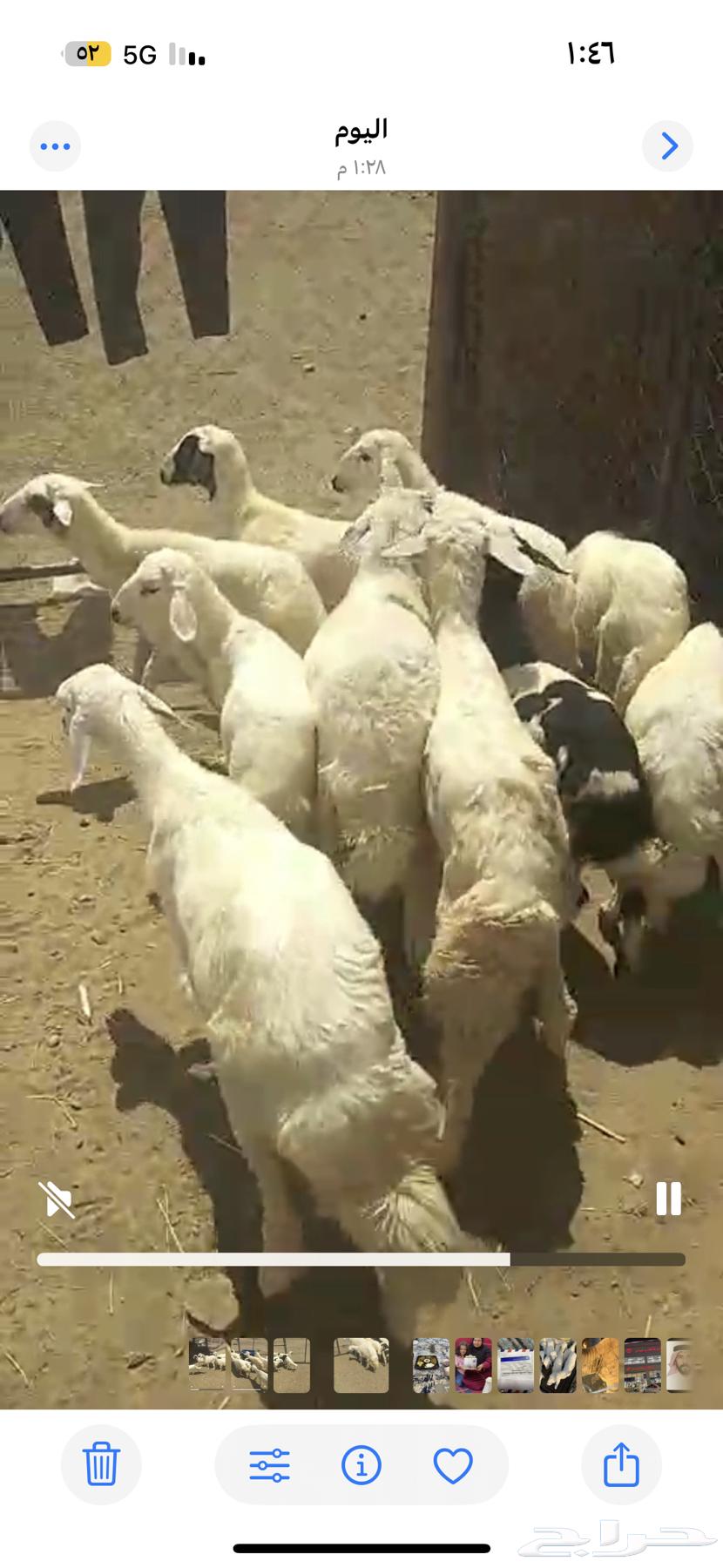 بهم تربيه للبيع64481504831618110