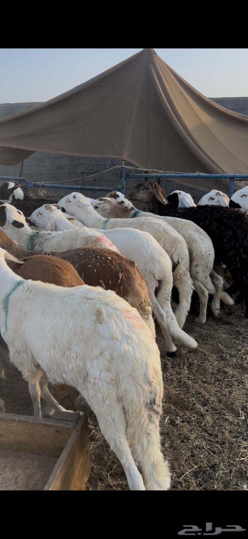 سواكني مرابي 4 شهور مقفل64480772033282113