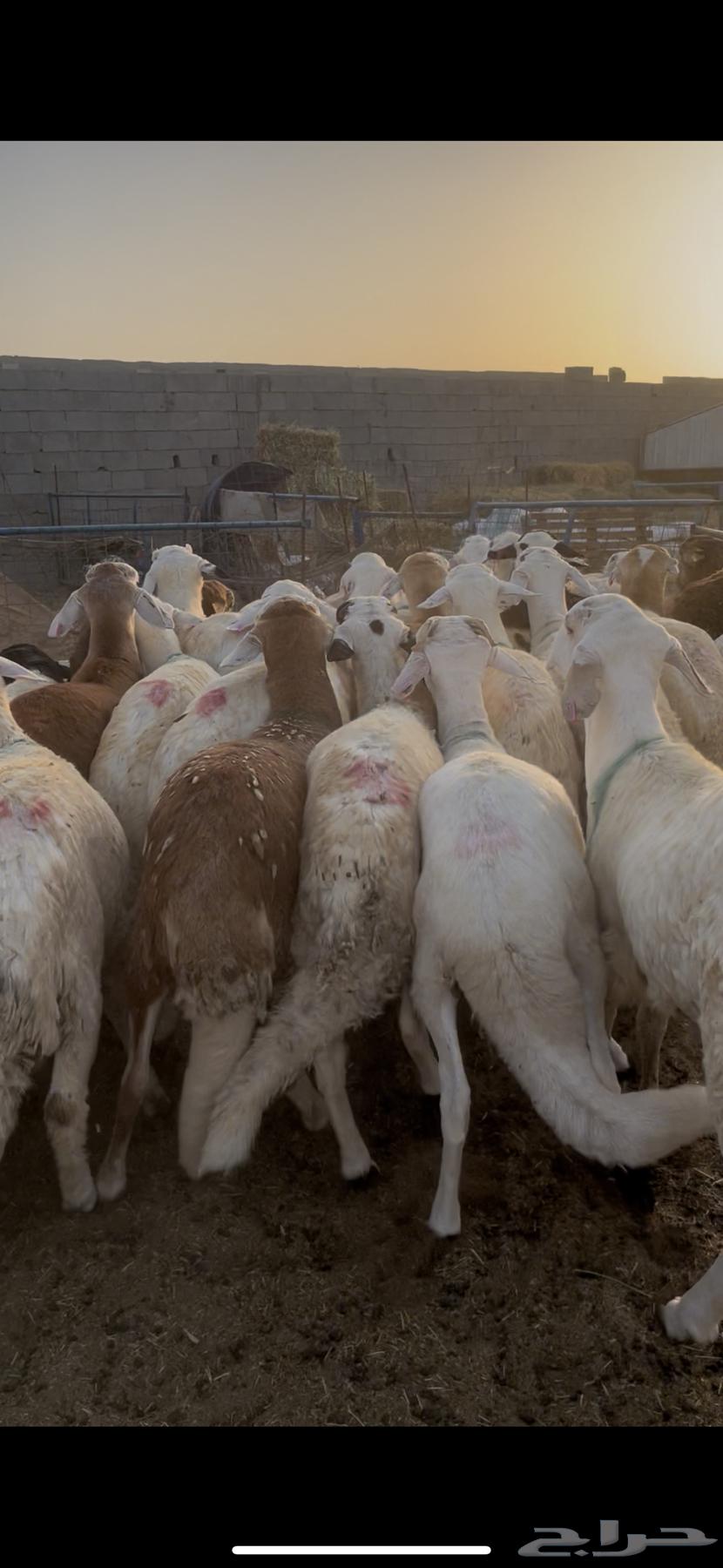 سواكني مرابي 4 شهور مقفل64480772033282114